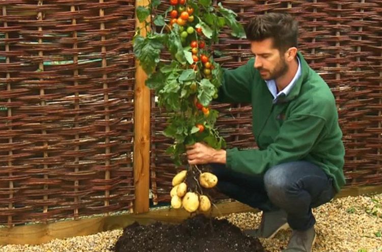 TomTato, planta care produce și cartofi și tomate