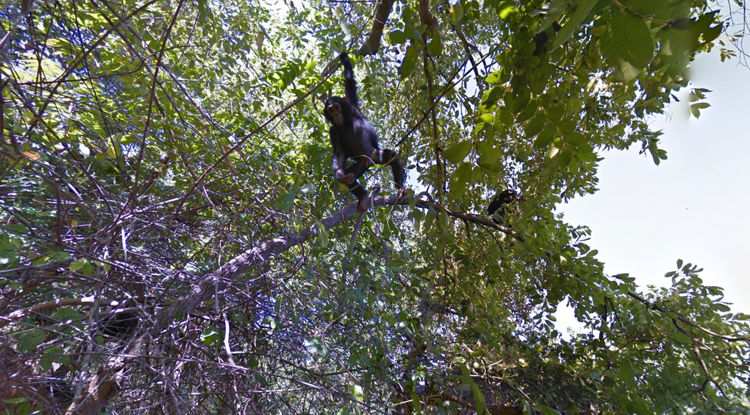 Street View ne poarta in inima unei comunitati de cimpanzei