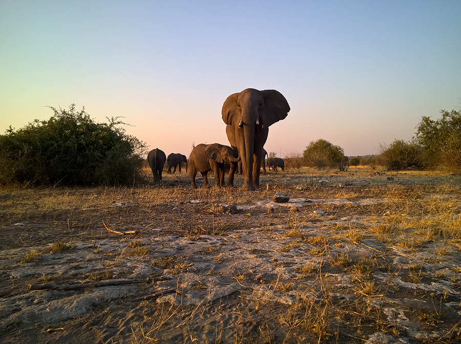 Galerie de poze: cu Nokia Lumia 830 prin savana africana