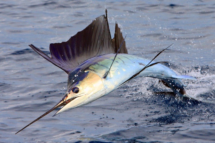 Sailfish